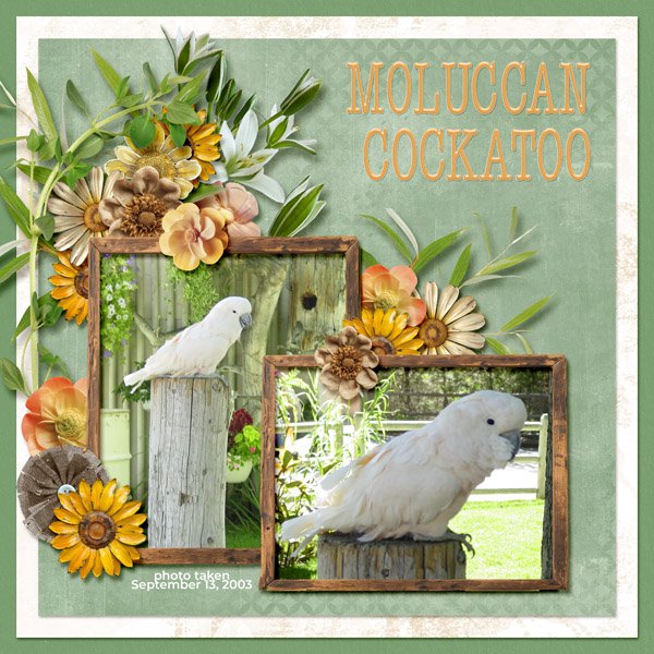 Moluccan Cockatoo 1 small.jpg