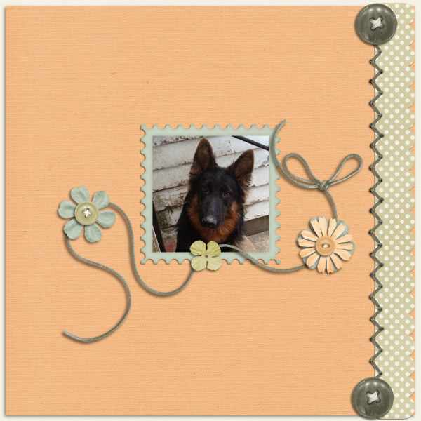 Momma's Handsome Shepherd