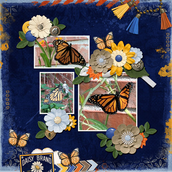 Monarch Butterflies