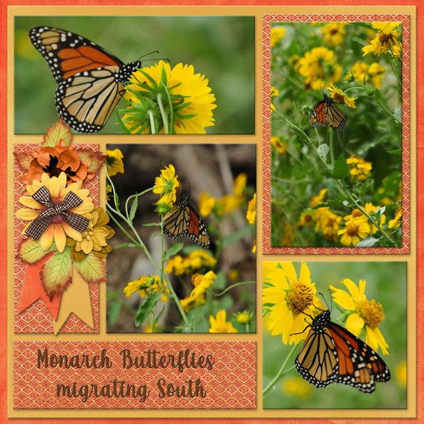 Monarch Butterfly migrating south