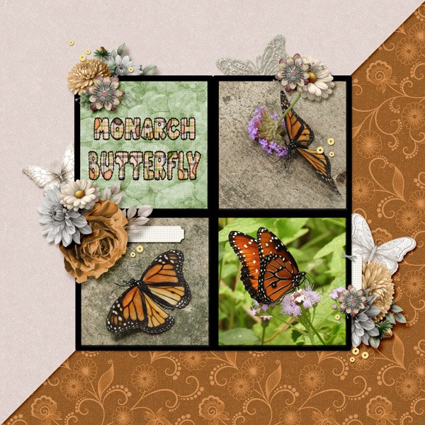 Monarch Butterfly small.jpg
