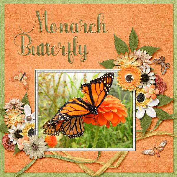 Monarch Butterfly small.jpg