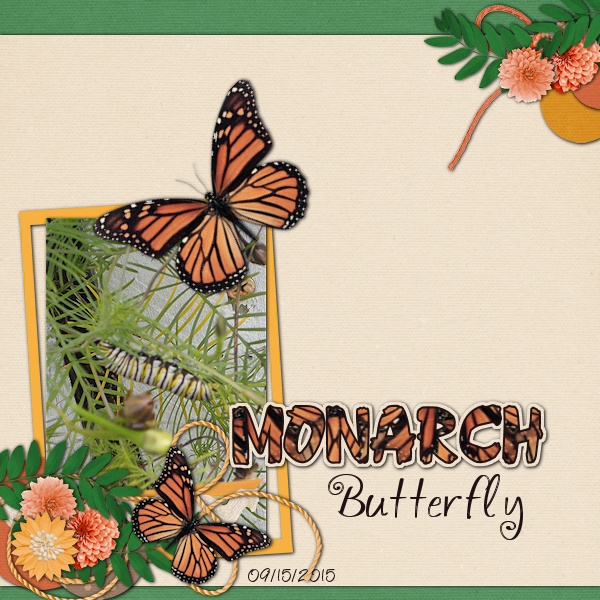 Monarch Butterfly