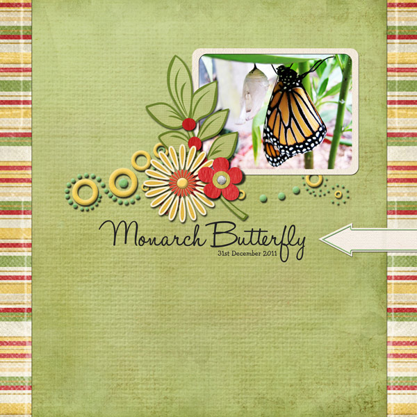Monarch Butterfly
