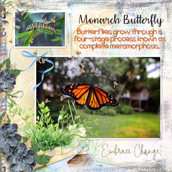 Monarch Butterfly