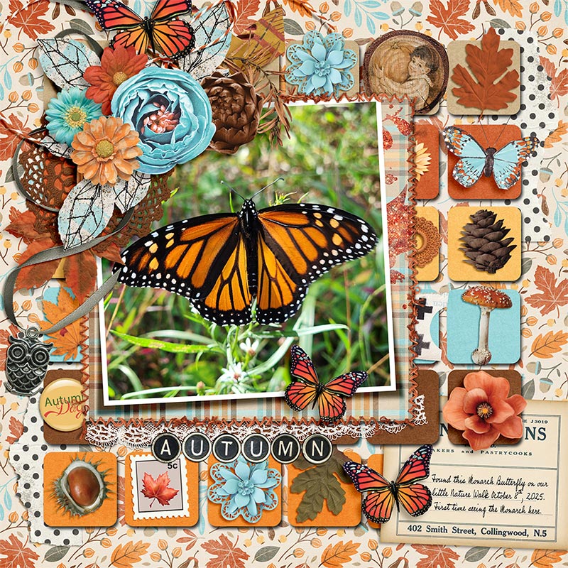 Monarch Butterfly