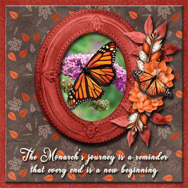 Monarch Butterfly