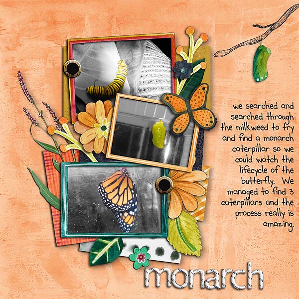 Monarch