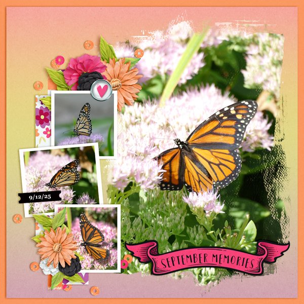 Monarch