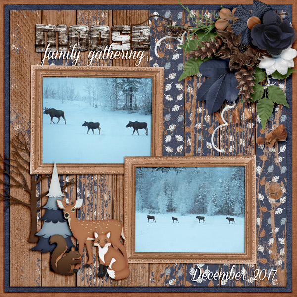 Moose-family-gathering