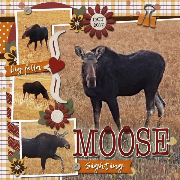 Moose Sighting
