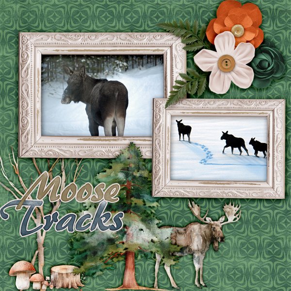 Moose-tracks.jpg