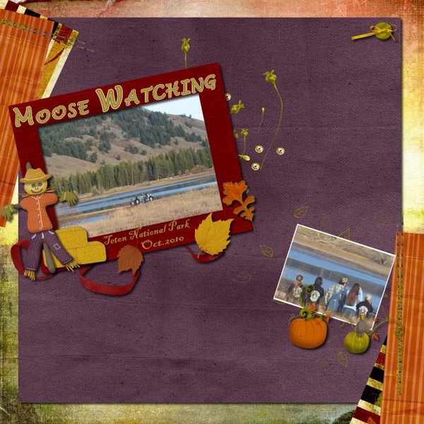 Moose Watching