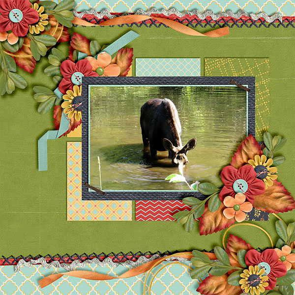 Moose