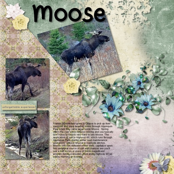 Moose