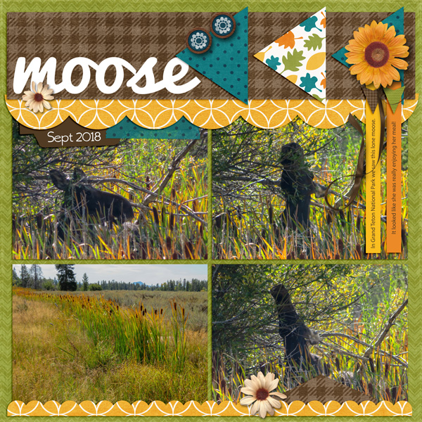 Moose