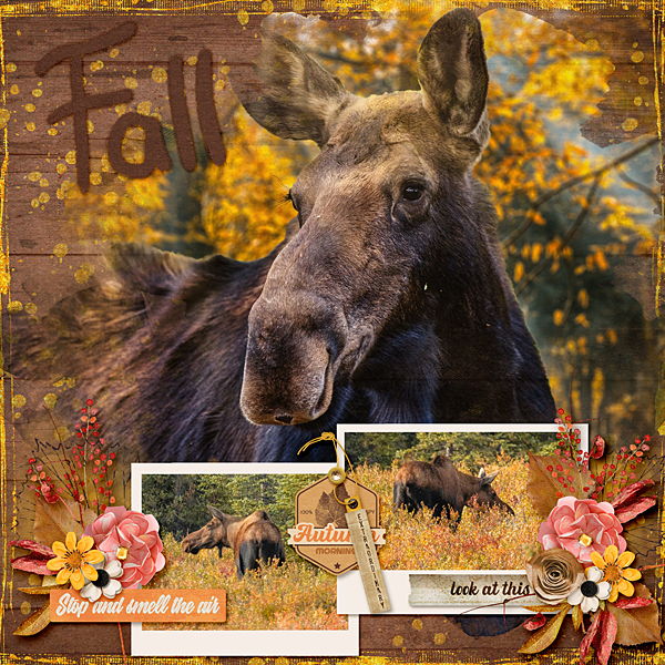 Moose