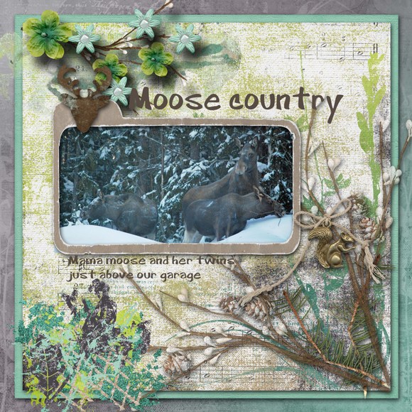 Moose_country