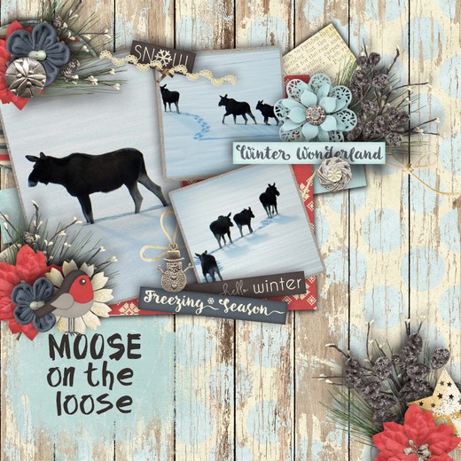 Moose_on_the_loose1