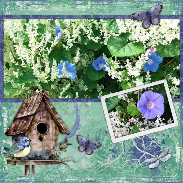 Morning Glory + Silver Lace