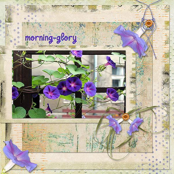 morning-glory
