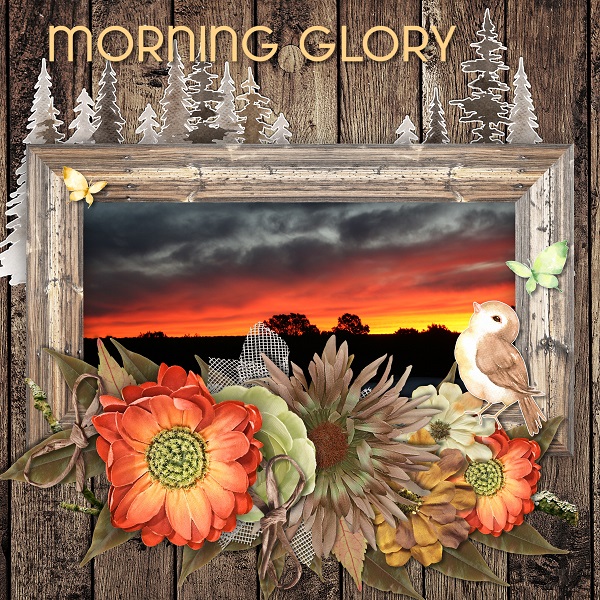 Morning Glory