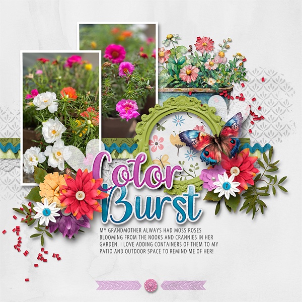 Moss Roses