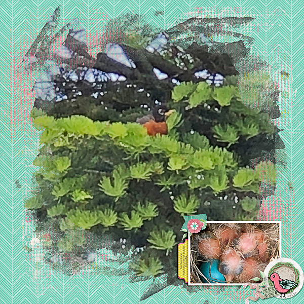 Mother Robin and Babies