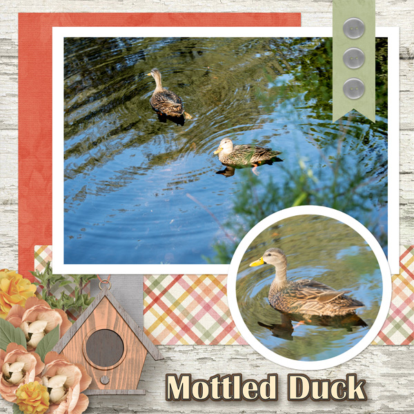 Mottled Duck