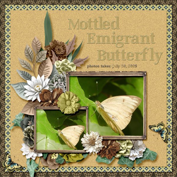 Mottled Emigrant Butterfly small.jpg