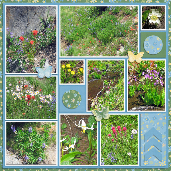 Mount Rainier Flowers