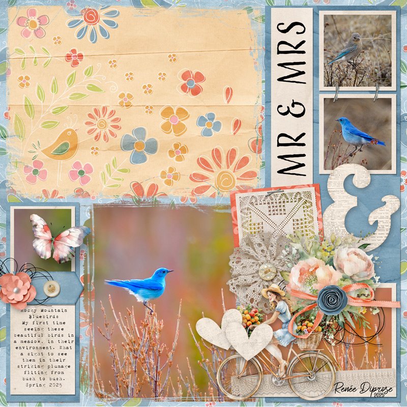 Mountain Blue Birds