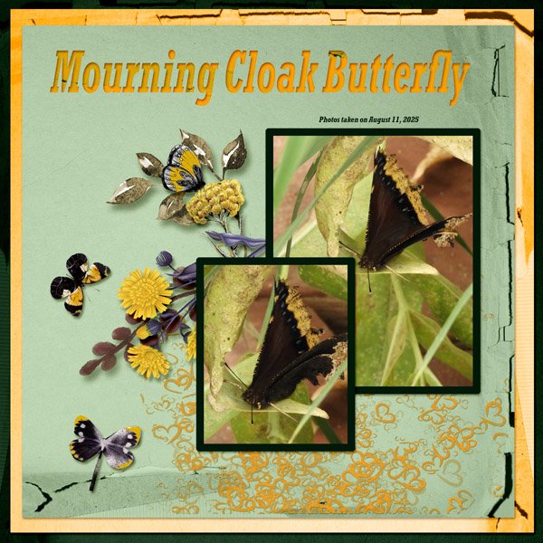 Mourning Cloak Butterfly small.jpg
