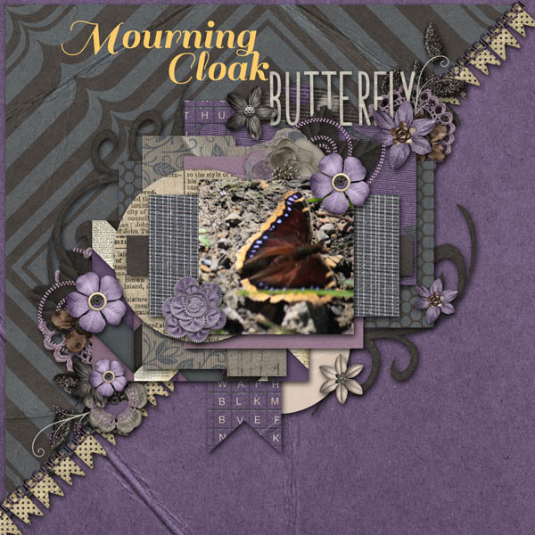 Mourning Cloak Butterfly