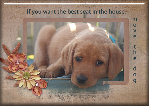 Move the dog