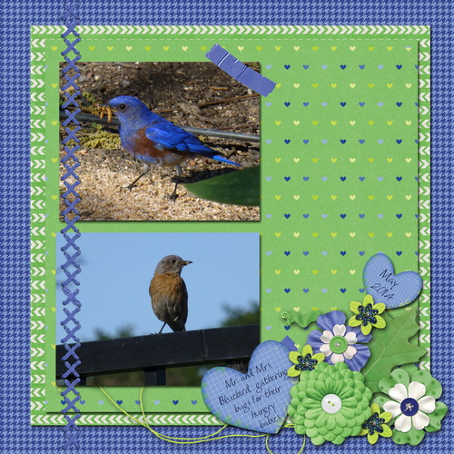 Mr and Mrs Bluebird