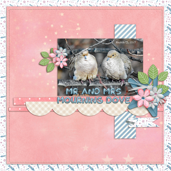 Mr and Mrs Mourning Dove