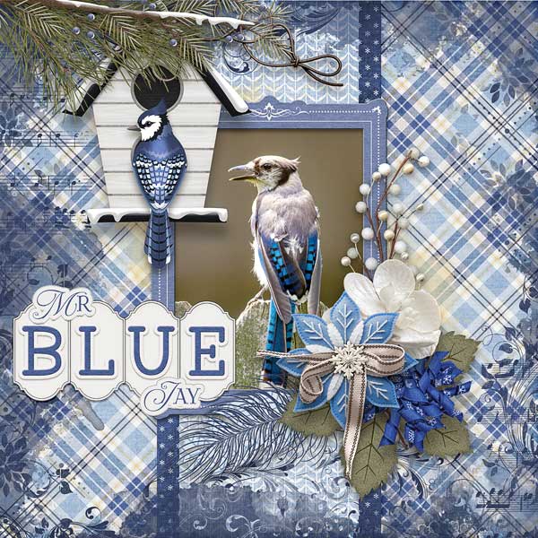 Mr Blue Jay