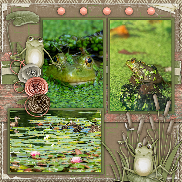 MR FROG