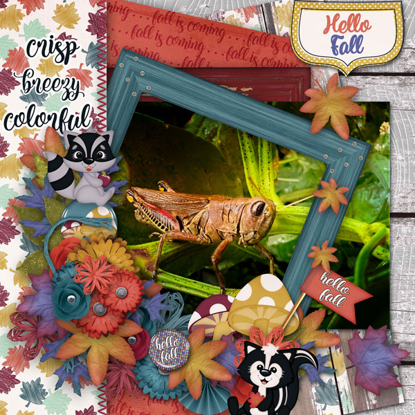 MR. Grasshopper