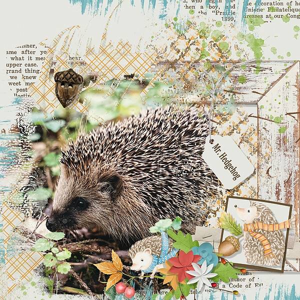 Mr. Hedgehog