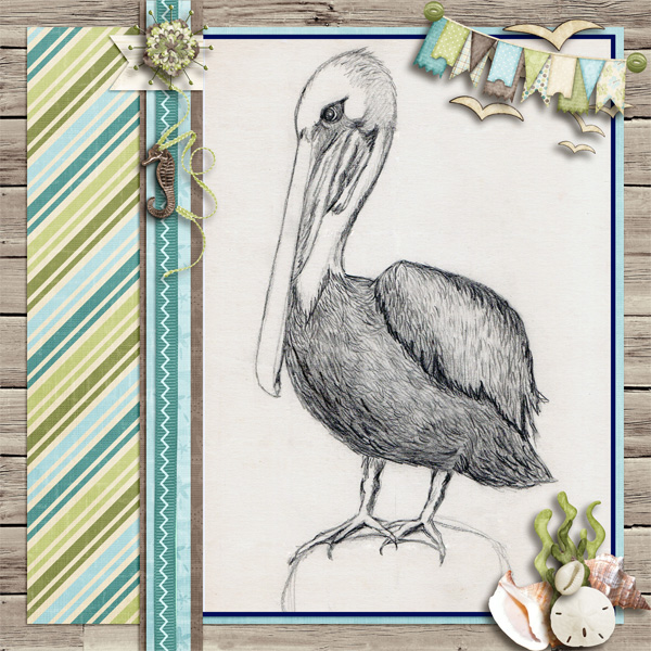 Mr. Pelecanus