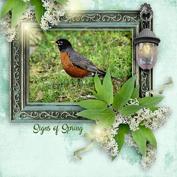 Mr. Robin