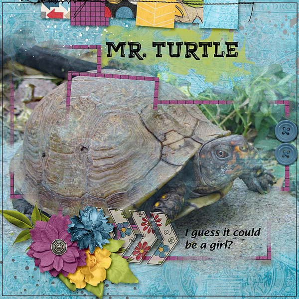 Mr. Turtle