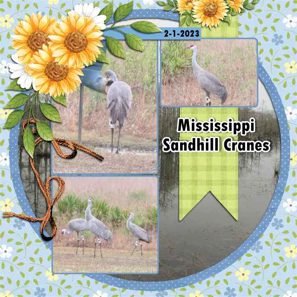 MS Sandhill Cranes Feb