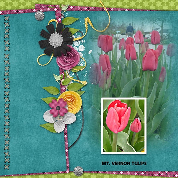Mt_VernonTulips