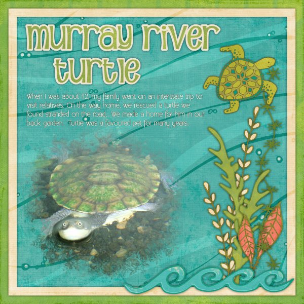 Murray River Turtle