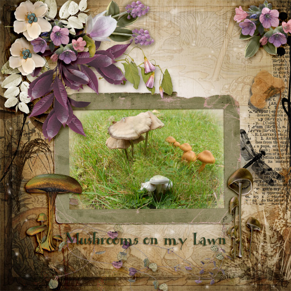 Mushrooms-on-my-lawn
