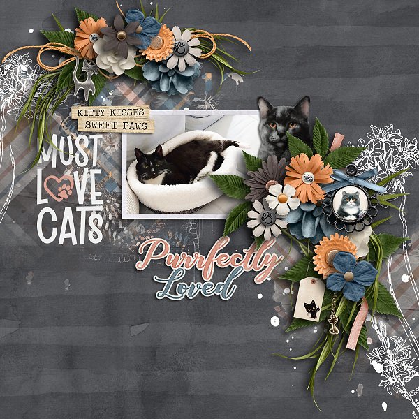 Must Love Cats