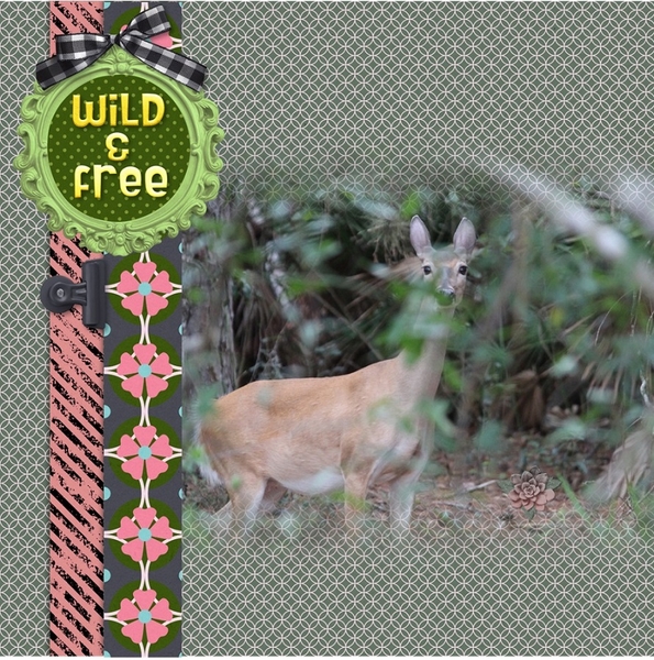 My Backyard Deer